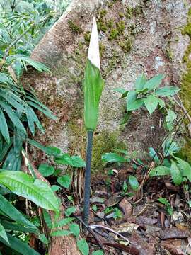 Amorphophallus hewittii Alderw. resmi