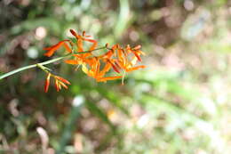 صورة Crocosmia aurea subsp. aurea