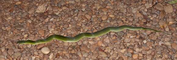 Слика од Erythrolamprus typhlus (Linnaeus 1758)