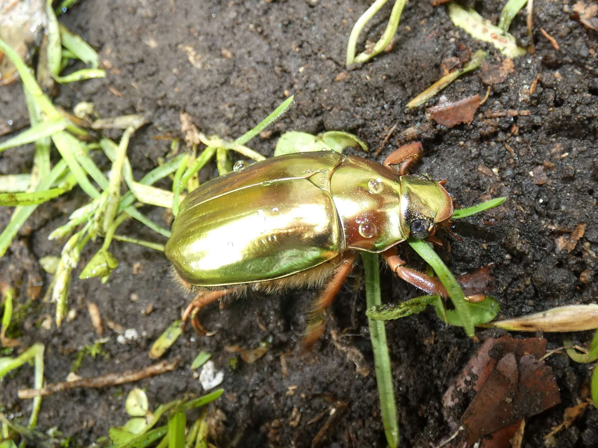 Image of Chrysina batesi (Boucard 1875)