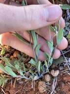 Image of Rhodanthe stricta (Lindl.) P. G. Wilson