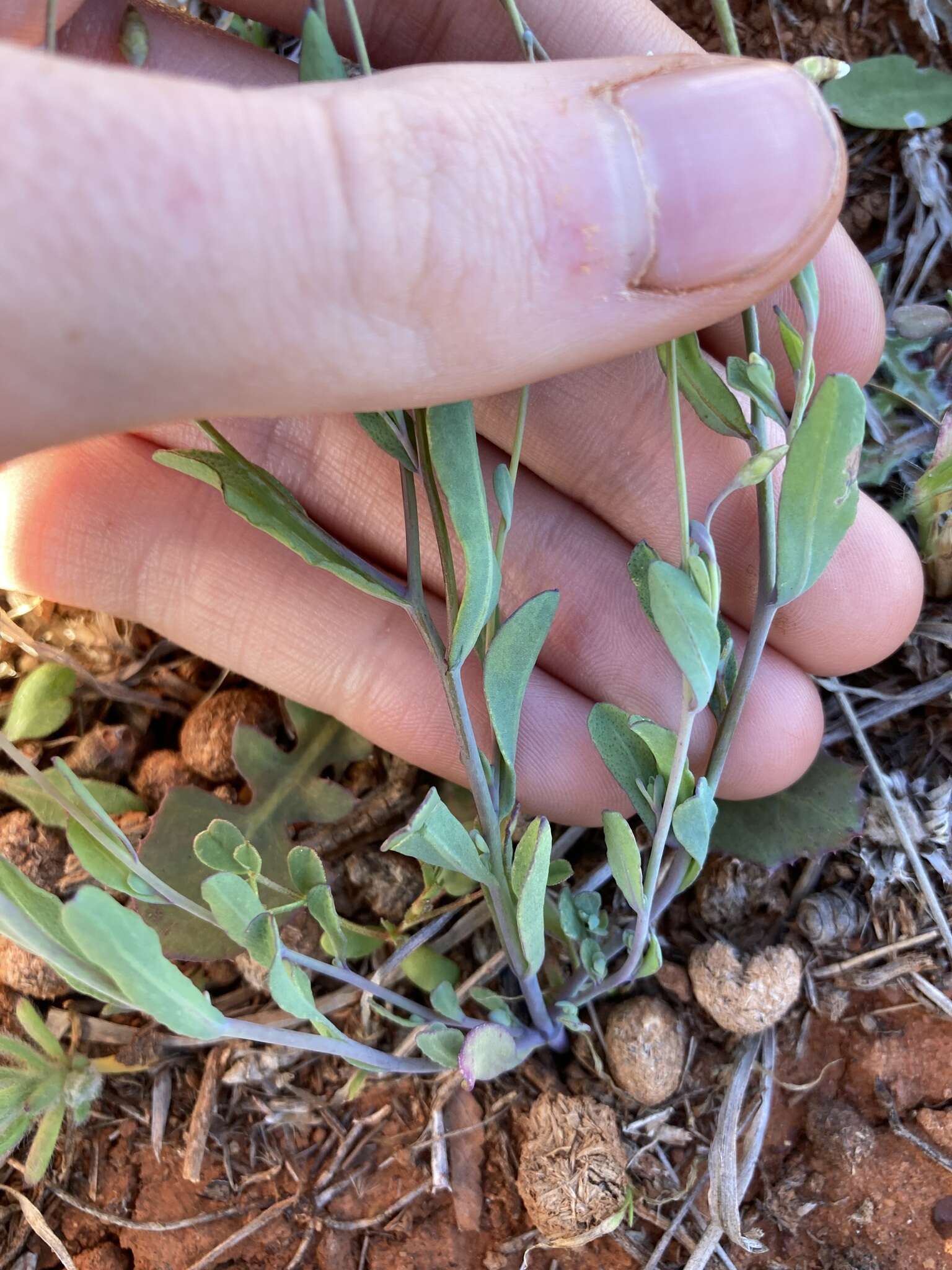 Imagem de Rhodanthe stricta (Lindl.) P. G. Wilson