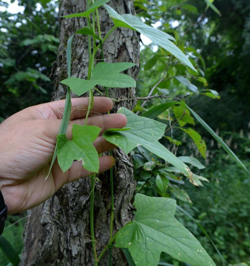 Image of Balsam-apple