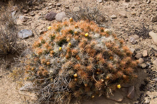 Image of Cumulopuntia chichensis (Cárdenas) E. F. Anderson