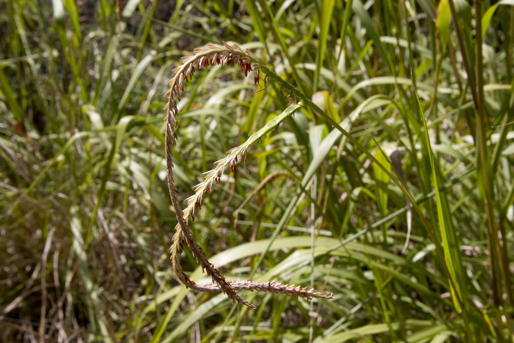 Image of Tripsacum dactyloides (L.) L.