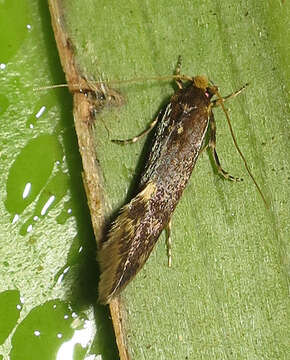 Image of Moth