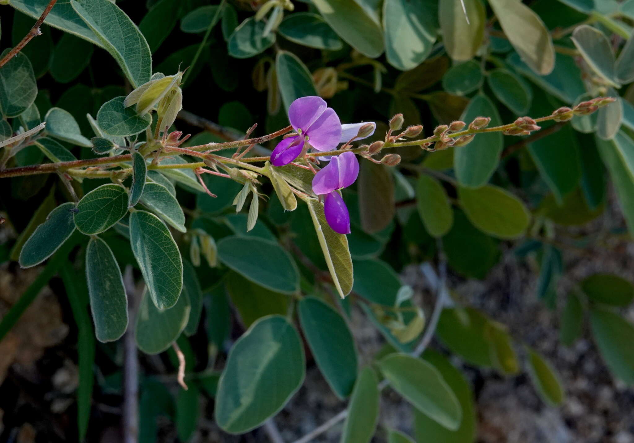 Image of spiked ticktrefoil