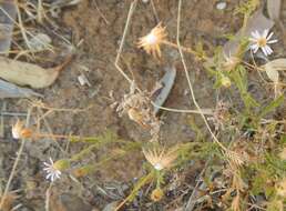 Vittadinia australasica (Turcz.) N. T. Burb. resmi