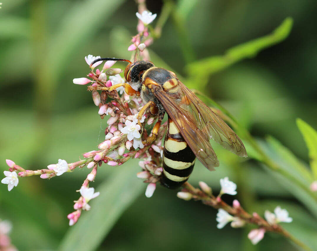 Image of Stizus brevipennis Walsh 1869