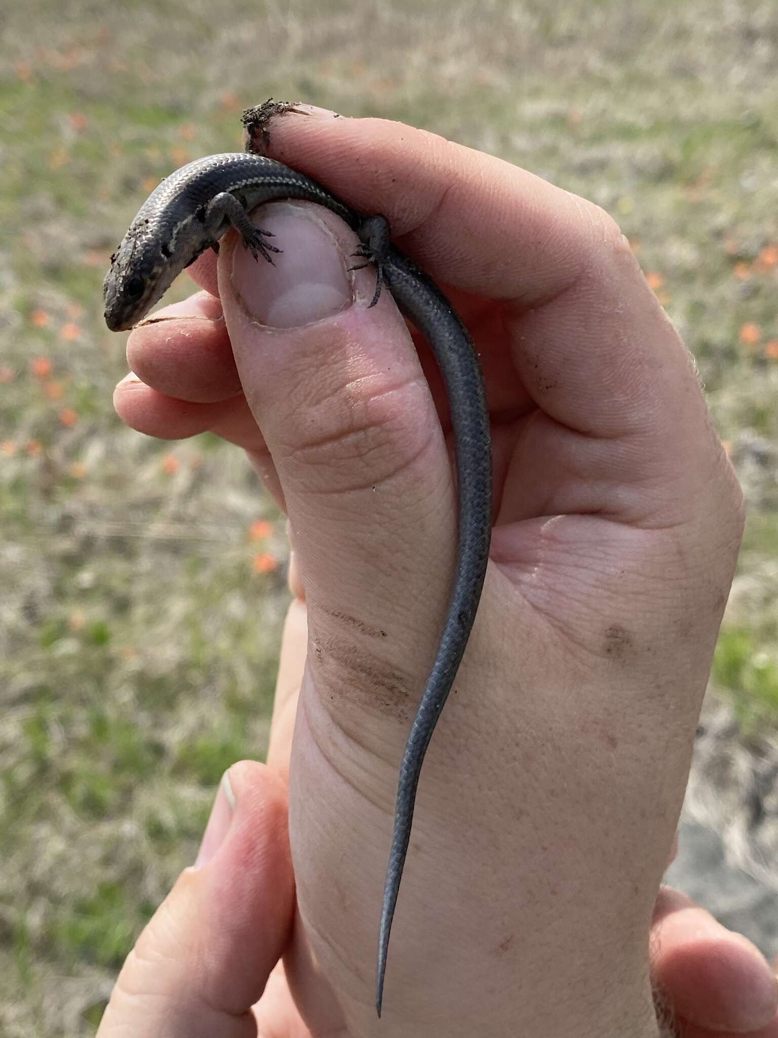 Image of Coal Skink