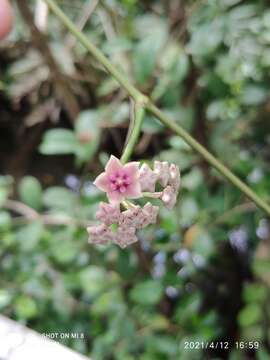 Image of Hoya diversifolia Bl.