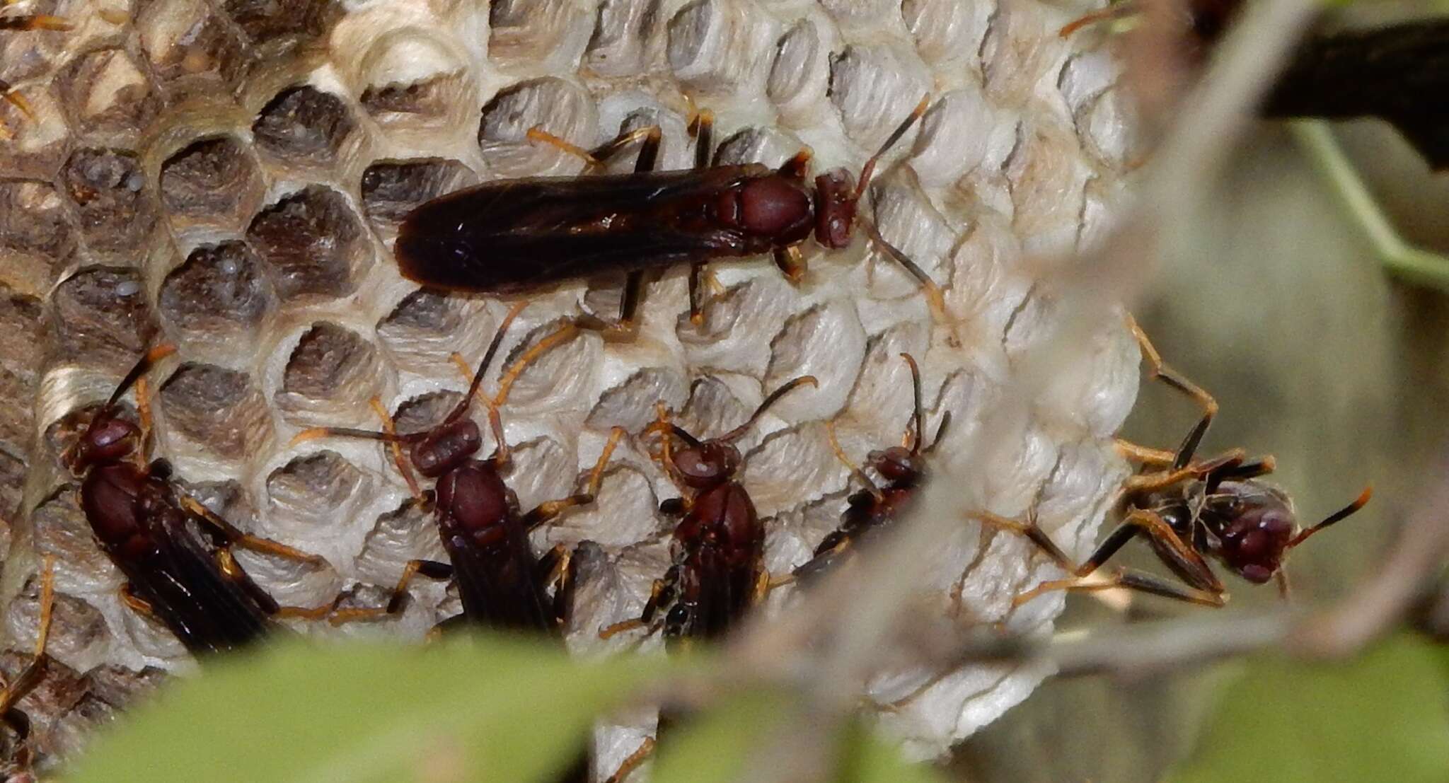 Image of Polistes annularis (Linnaeus 1763)