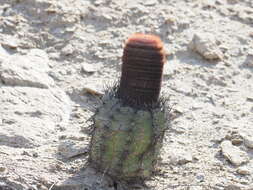 Image of Melocactus peruvianus Vaupel