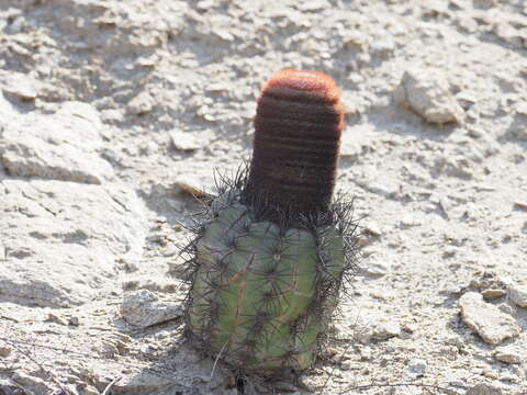 Melocactus peruvianus Vaupel resmi