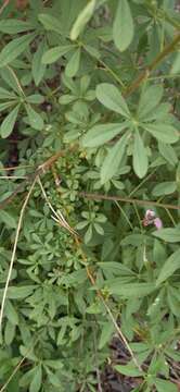 Image of Sieruela oxyphylla var. robusta (Kers) Roalson & J. C. Hall