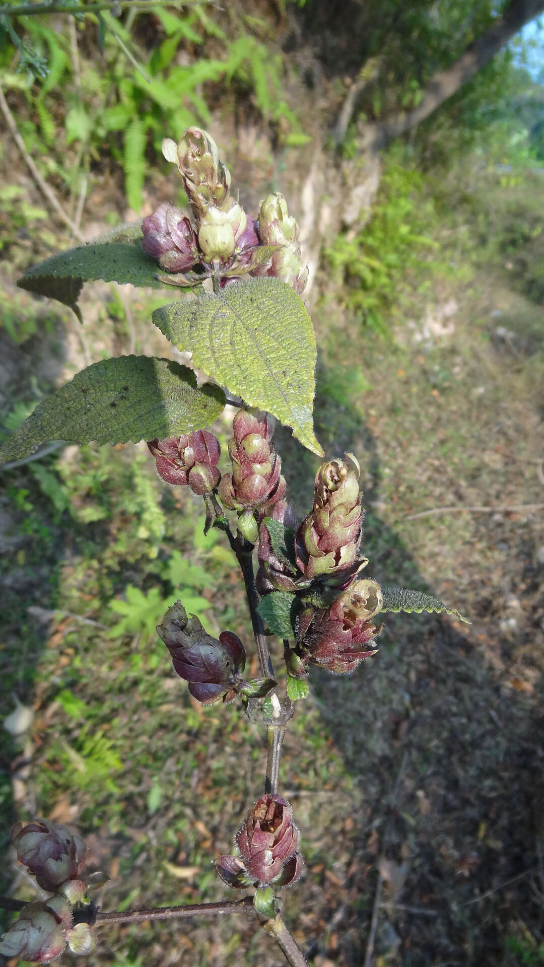 Strobilanthes lupulina T. Anders.的圖片