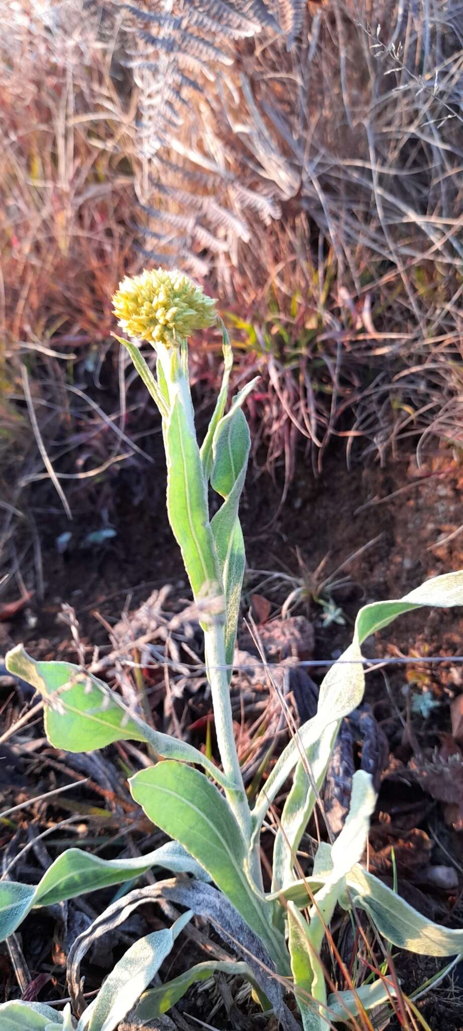 Слика од Helichrysum acutatum DC.