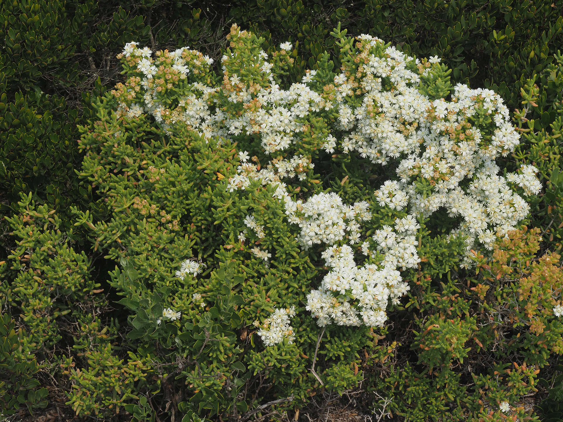 صورة Stoeberia utilis (L. Bol.) E. van Jaarsveld