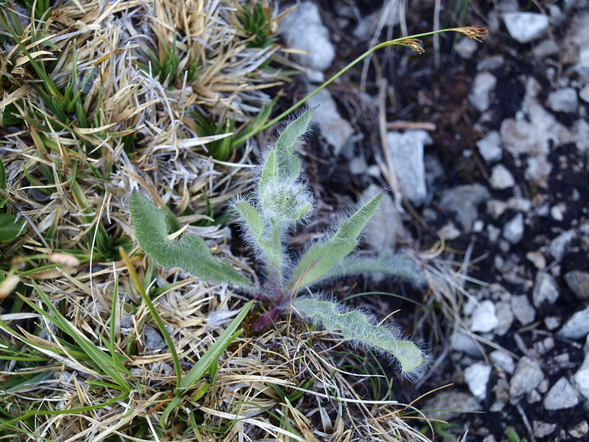 Image of woolly hawkweed