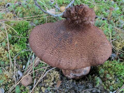 Image of Cortinarius squamulosus Peck 1872