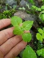 Image of small enchanter's nightshade