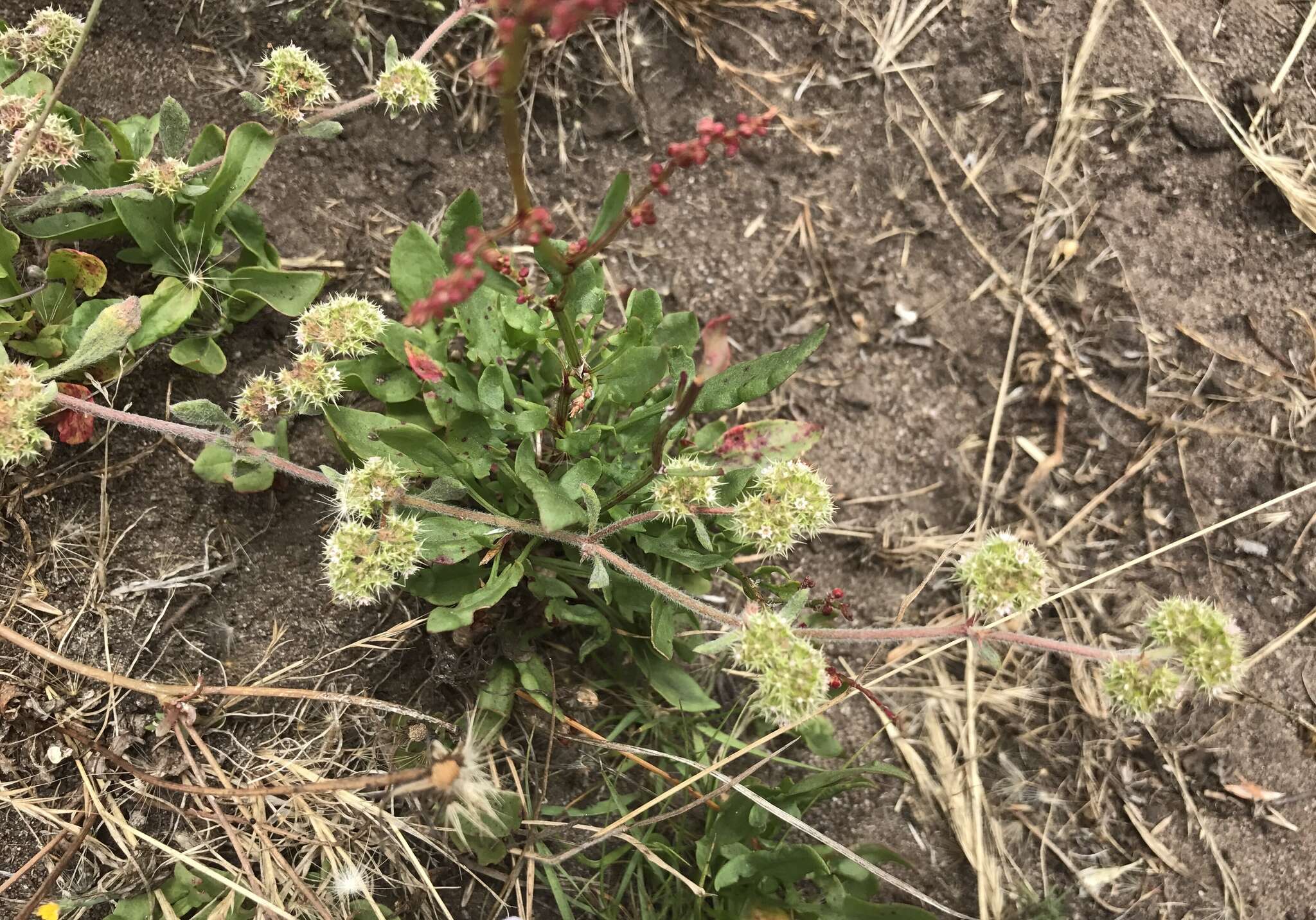 Imagem de Chorizanthe cuspidata var. villosa (Eastwood) Munz