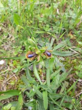 Image of Ophrys speculum subsp. lusitanica O. Danesch & E. Danesch