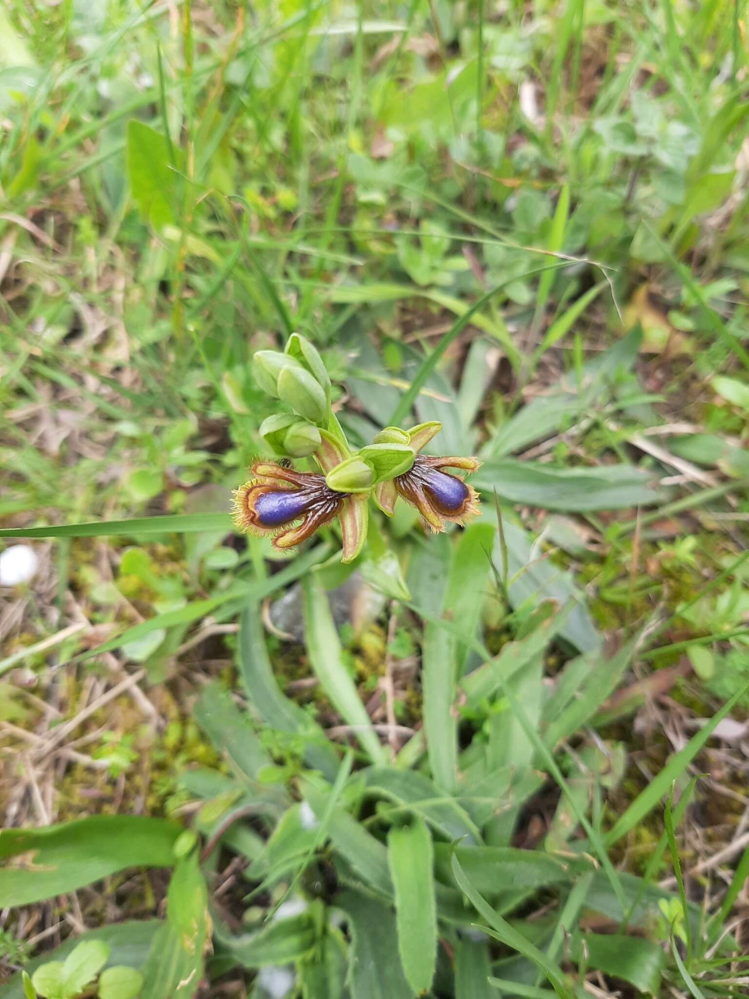 Image of Ophrys speculum subsp. lusitanica O. Danesch & E. Danesch