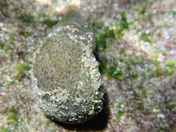 Image of Dolabrifera dolabrifera (Rang 1828)