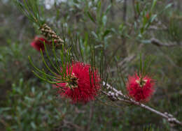 Sivun Callistemon teretifolius F. Müll. kuva