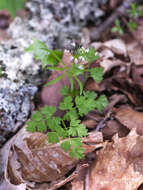 Pternopetalum tanakae (Franch. & Sav.) Hand.-Mazz.的圖片