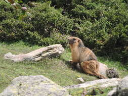 Imagem de Marmota caudata (Geoffroy 1844)