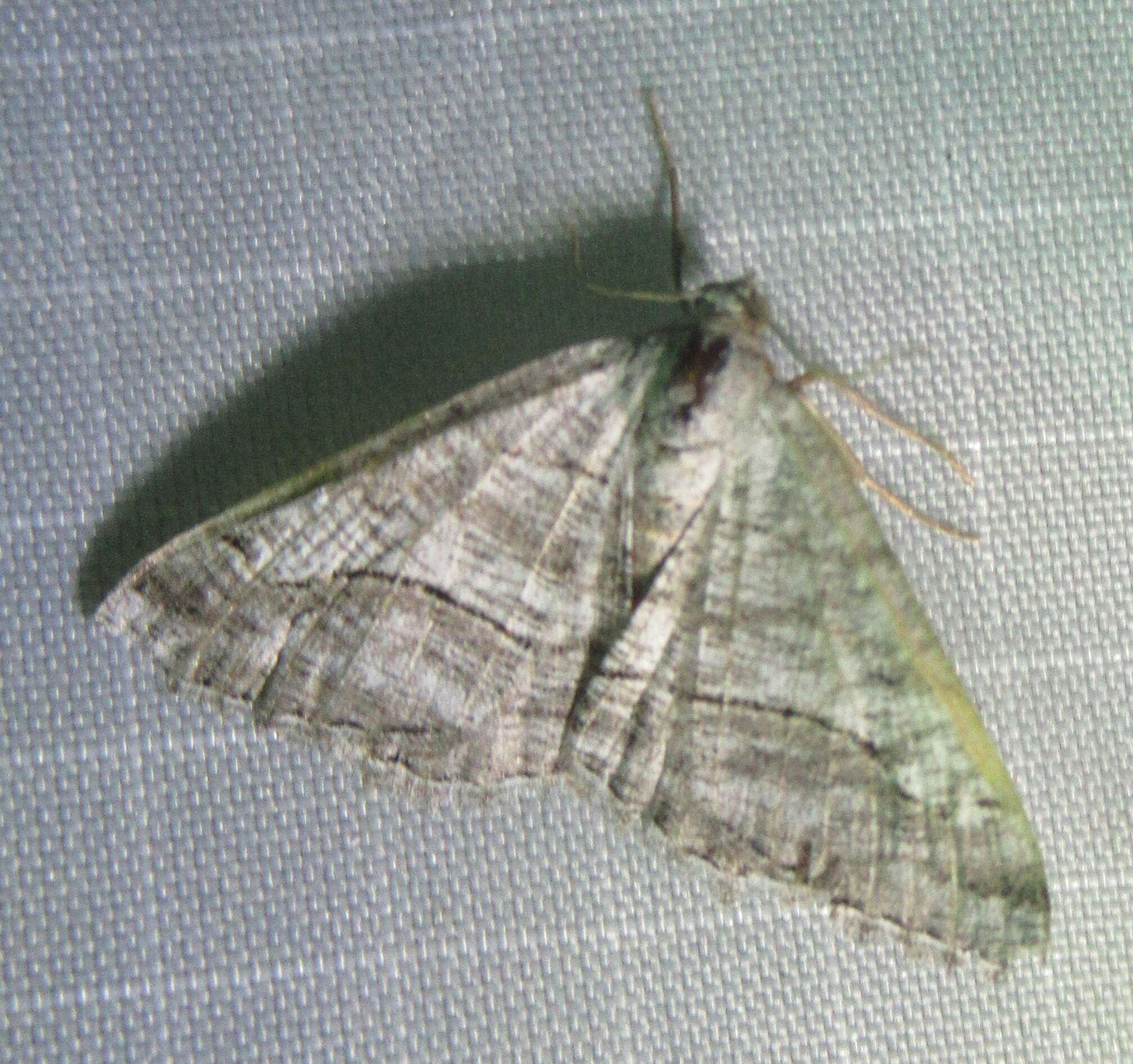 Image of <i>Digrammia pallorata</i> Ferguson (2008)