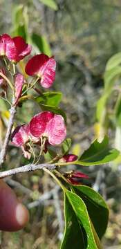 Image of Wimmeria persicifolia Radlk.