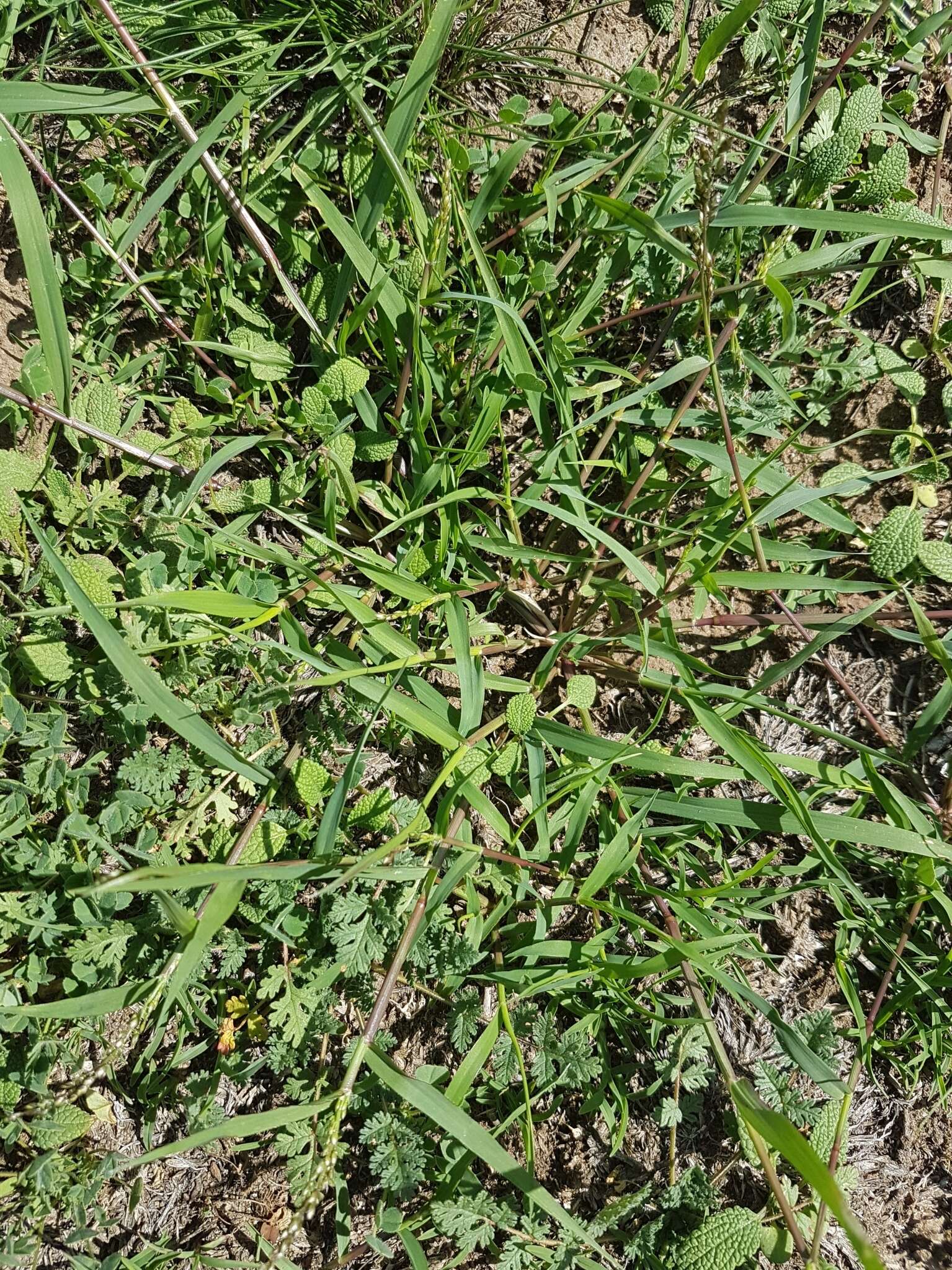 Image of stinkgrass