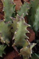 Image of Ceropegia melanantha (Schltr.) Bruyns