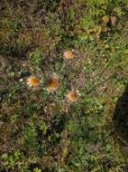 Image of carline thistle