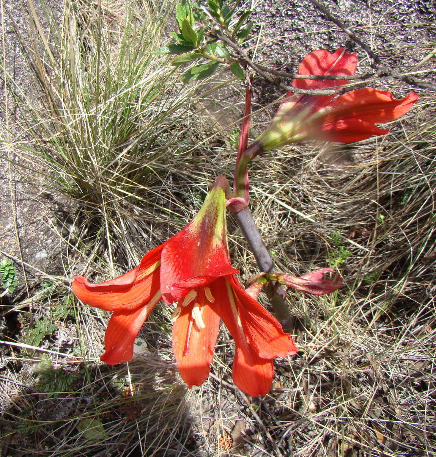 Слика од Hippeastrum morelianum Lem.