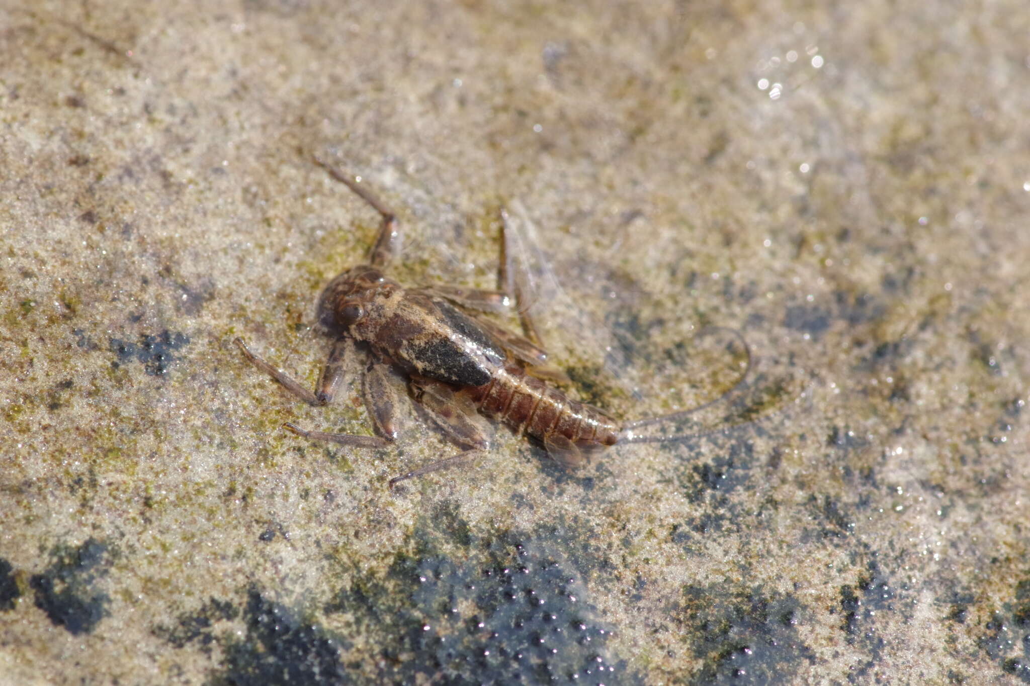 Image of Epeorus fragilis (Morgan 1911)