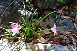 Image of Zephyranthes carinata Herb.