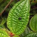 Image of Jewel beetle