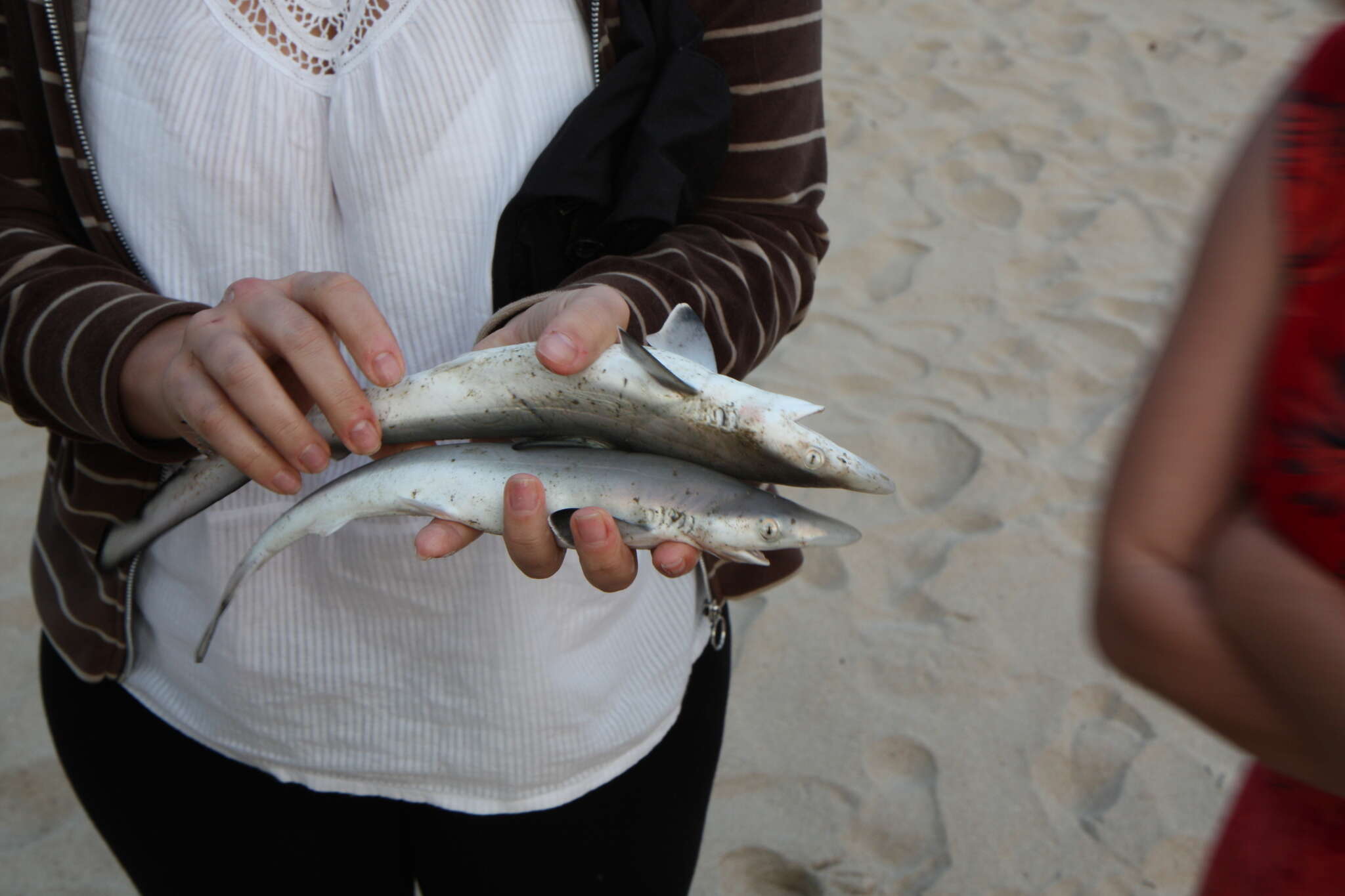 Image of Brazilian Sharpnose Shark