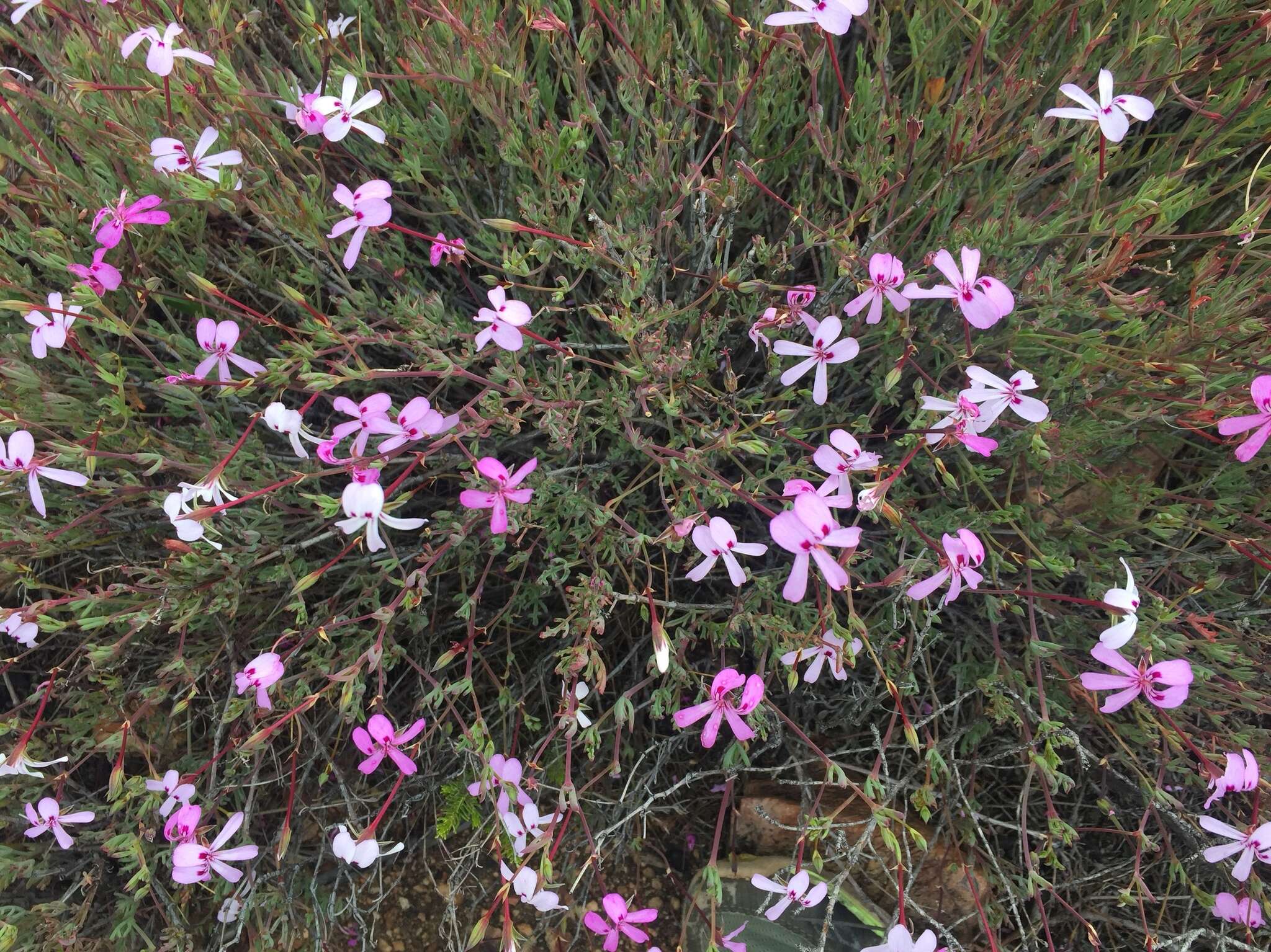 Image of Pelargonium laevigatum subsp. laevigatum