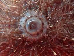 Image of fragile sea urchin