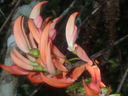 Image of Strongylodon madagascariensis Baker