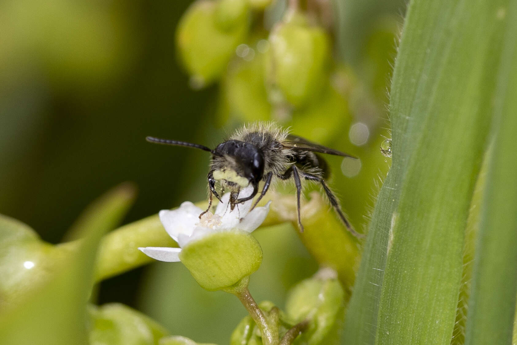 Andrena anisochlora Cockerell 1936 resmi