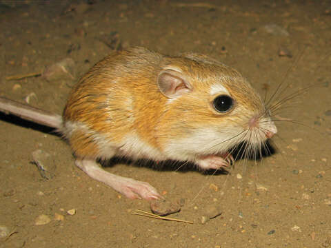 Image of Ord's Kangaroo Rat