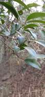 Image of Planchonella myrsinifolia (F. Muell.) Swenson, Bartish & Munzinger