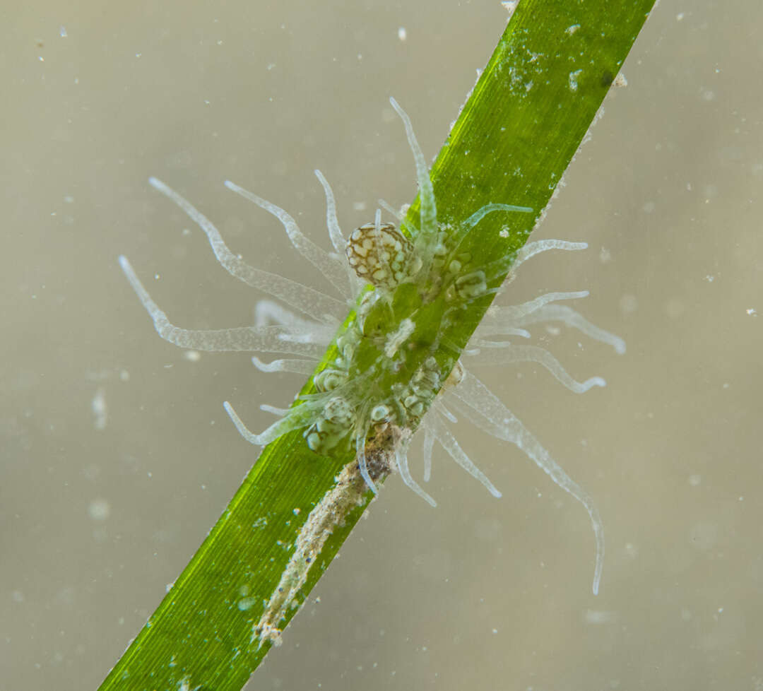 صورة Bunodeopsis strumosa Andrès 1881