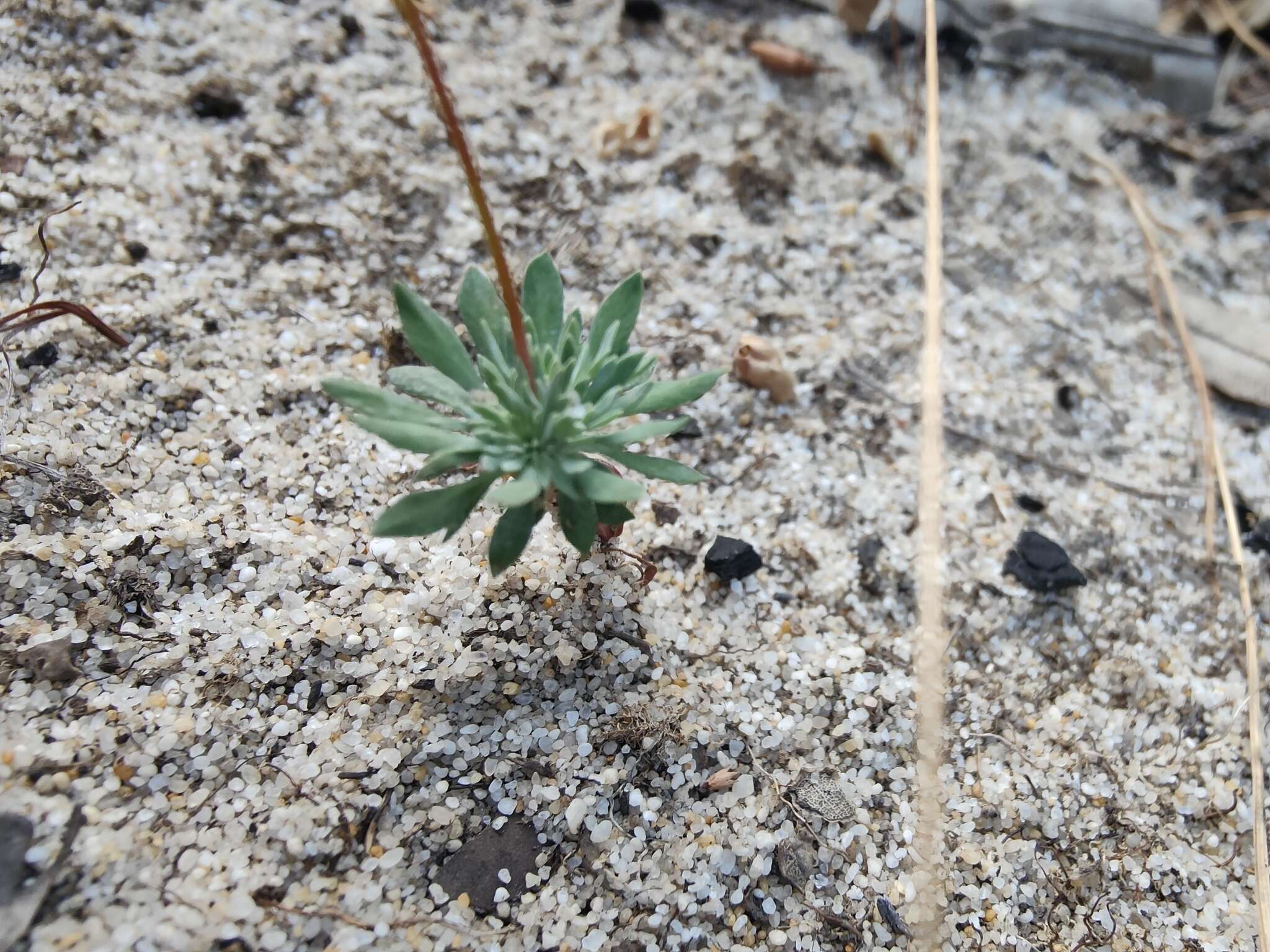 Stylidium brunonianum subsp. brunonianum resmi